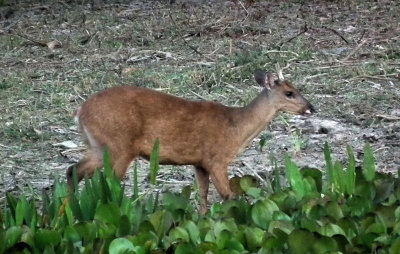  Red Brocket deer 