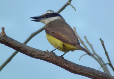   Great Kiskadee 