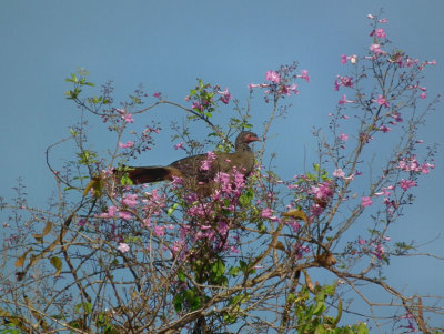  Chaco Chacalaca in flowering tree 