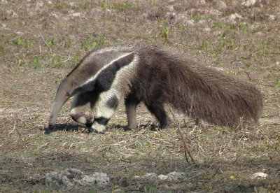  Giant Anteater walking 