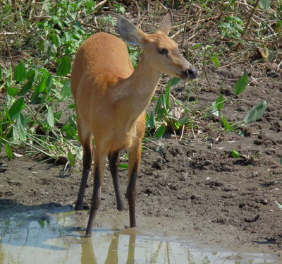 Marsh deer 