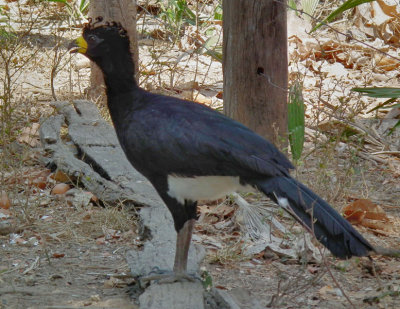  Male Bare Faced Curassow 