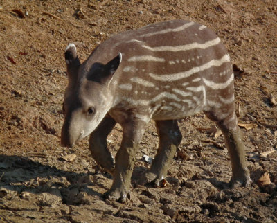  Juvenile Tapir 