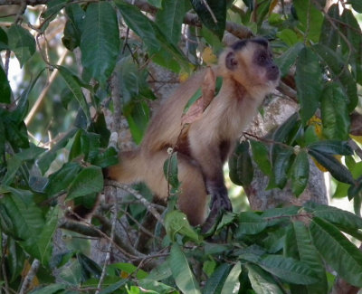  Black Capped Capuchin Monkey climbing