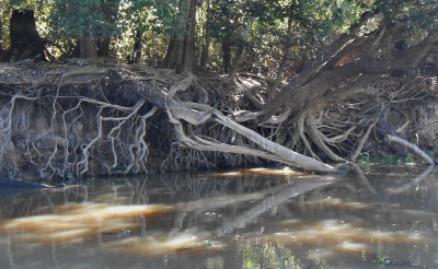  Roots trees and jag (Marley)