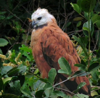  Black Collared Hawk 