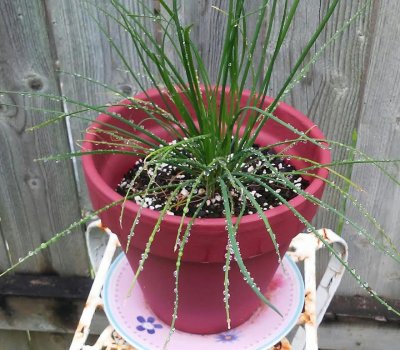 rain droplets on the chives