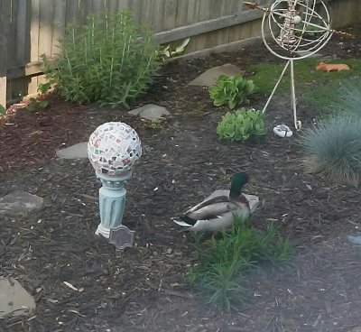duck in garden 