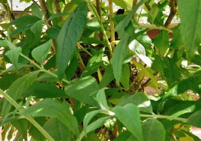 robin's nest in butterfly bush