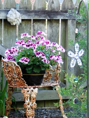 martha washington geranium