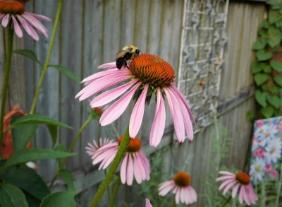 cone flower & bumble bee (1)