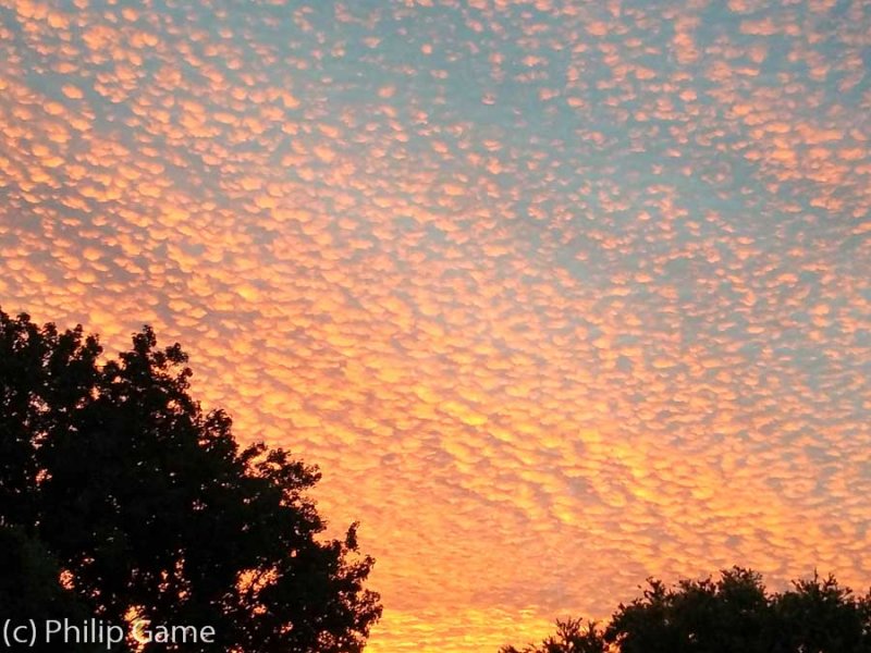 A rare sunrise display (altocumulus?) from our own backyard