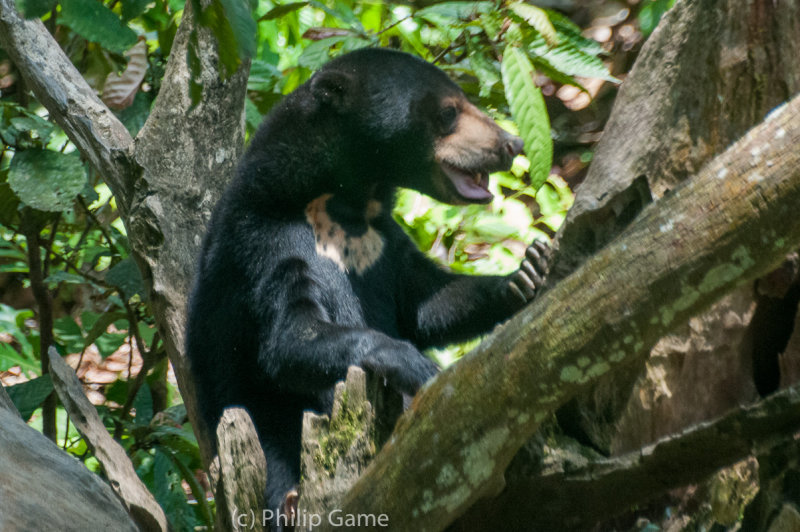 Bornean sun bear, safe and relaxed at the Conservation Centre in Sepilok