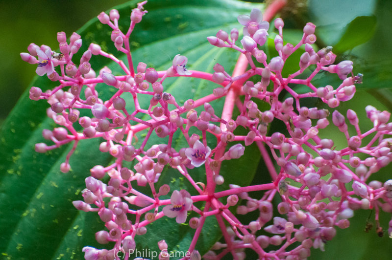 Medinilla, a prominent flowering plant around the foot of Mt Kinabalu