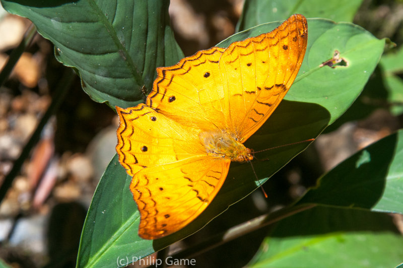 Unidentified butterfly on the lower slopes of Kinabalu (Eliots Bush Brown / Mycalesis patiana?)