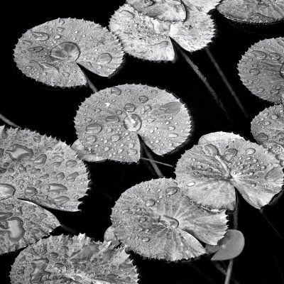 Nuphar
