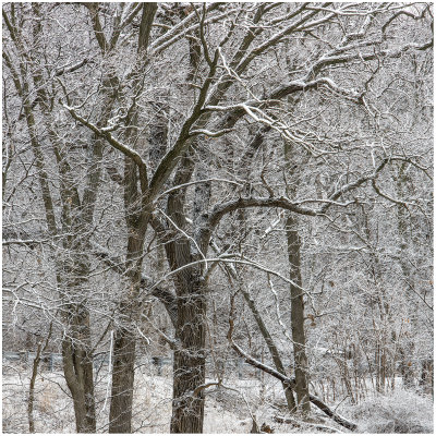 5D2_0272Sq.jpg