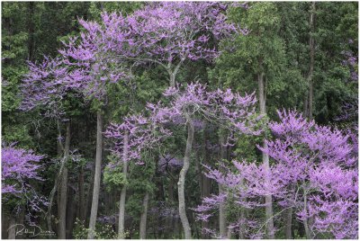 Morton Arboretum