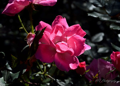 Semi-Macro Beach Rose