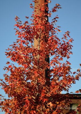 Day 20 - Fall Color Behind Easthampton's Mills