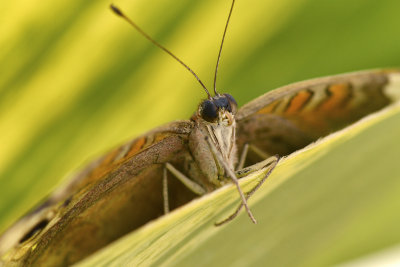 AZ - Buckeye Butterfly.jpg