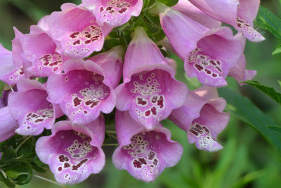 AZ - Foxglove 1.jpg