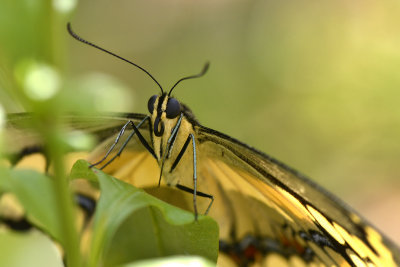 AZ - Giant Swallowtail Butterfly .jpg