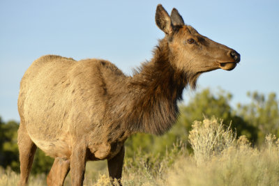 AZ - Grand Canyon NP Elk 1.jpg