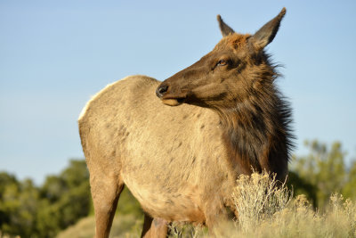 AZ - Grand Canyon NP Elk 2.jpg