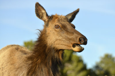 AZ - Grand Canyon NP Elk 3.jpg