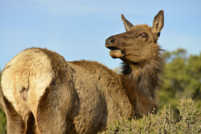 AZ - Grand Canyon NP Elk 4.jpg