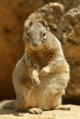 AZ - Grand Canyon NP Squirrel 1.jpg