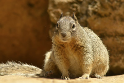 AZ - Grand Canyon NP Squirrel 2.jpg