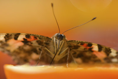 AZ - Painted Lady Butterfly 1.jpg