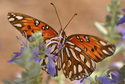 AZ - Painted Lady Butterfly 2.jpg