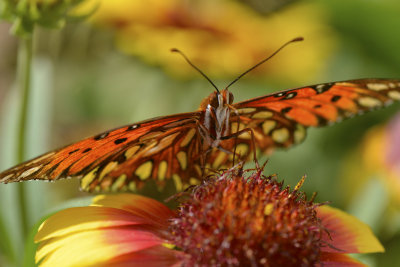 AZ - Painted Lady Butterfly 3.jpg