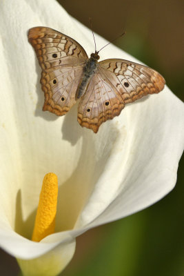 AZ - White Peacock Butterfly 1.jpg