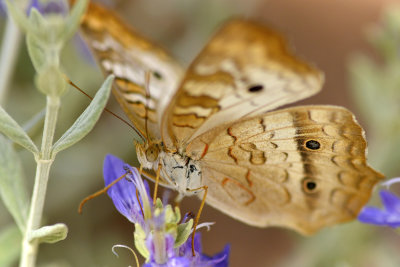 AZ - White Peacock Butterfly 2.jpg