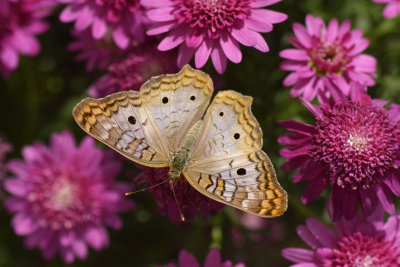 AZ - White Peacock Butterfly 3.jpg