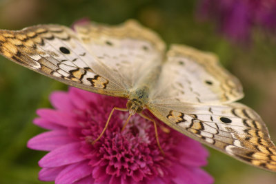 AZ - White Peacock Butterfly 4.jpg