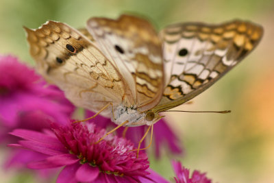AZ - White Peacock Butterfly 5.jpg