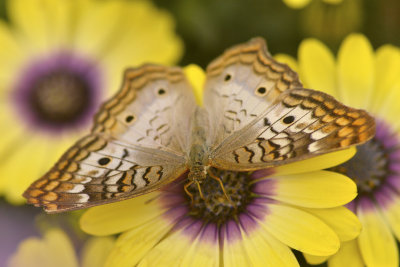 AZ - White Peacock Butterfly 6.jpg