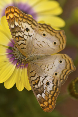 AZ - White Peacock Butterfly 7.jpg