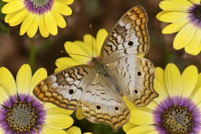 AZ - White Peacock Butterfly 8.jpg
