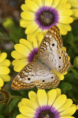 AZ - White Peacock Butterfly 9.jpg