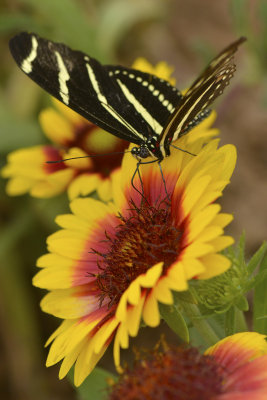 AZ - Zebra Tail Butterfly 1.jpg