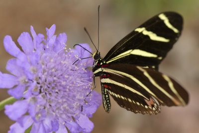AZ - Zebra Tail Butterfly 2.jpg