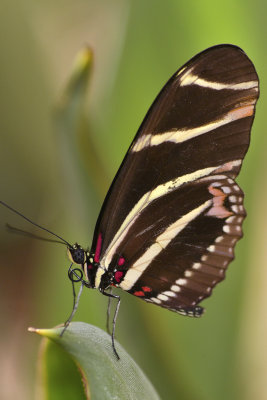 AZ - Zebra Tail Butterfly 3.jpg