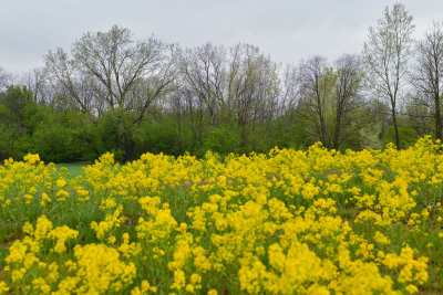 Lockport Mustard Field.jpg
