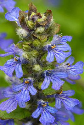 Heartland Blue Flower Macro1.jpg